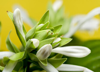 Blooming white hosta on a yellow background