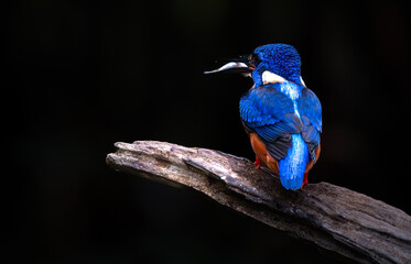 Blue-eared kingfisher watching the prey on branch