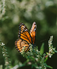 Close up of viceroy butterfly (monarch mimic) resting on green plant.