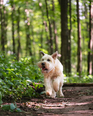 Cute fluffy wheaten terrier dog running on a trail through the forest.