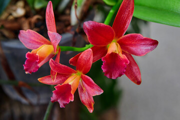 Close-up of red Cattleya orchid blooming in the garden