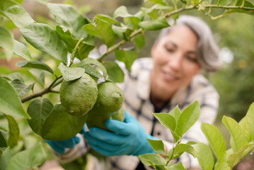 Close up of limes with woman in background