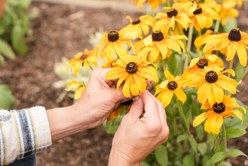 Fototapeta premium Womans hands holding a daisy