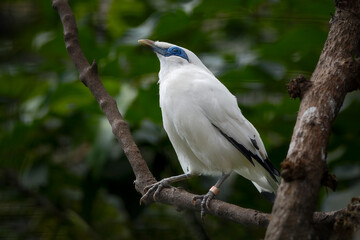 Bali myna, also known as Rothschild's mynah
