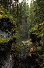 A Green Nature filled Pathway