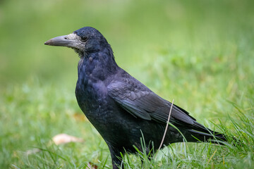 A rook stands on the green grass toward the camera lens