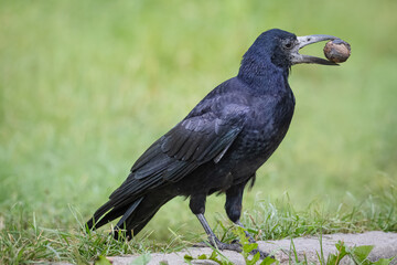 A rook  stands on the stone and holds a walnut in its beak