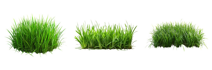 Obraz premium Green grass patch isolated on transparent background graphic PNG for nature designs or landscape illustrations