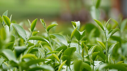 Green tea tree fresh leaves in eco herbal farm. Tree tea plantations in morning sun light. Freshness herbal natural garden farmland. Drinking organic relax heath plant. Green tea tree in farm