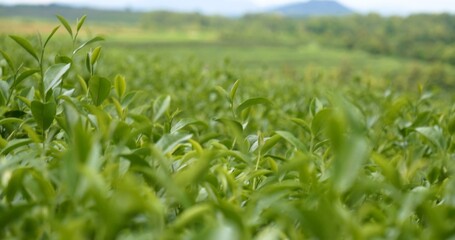 Green tea tree leaves field young tender bud herbal Green tea tree in camellia sinensis organic farm. Close up Fresh Tree tea plantations mountain green nature in herbal farm plant background morning