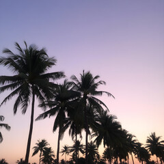A peaceful tropical sky at dusk, with the sun setting behind a row of palm trees and the sky turning shades of purple and gold
