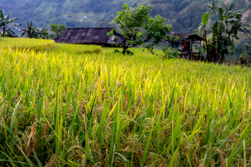 Admiring the beautiful terraced fields in Bac Quang District, Ha Giang Province, Vietnam