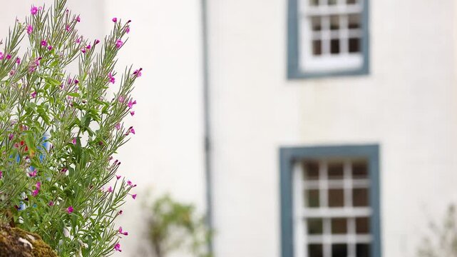 Flowers and Building in Crail, Fife