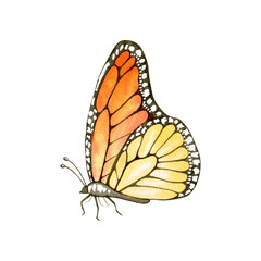 Autumn watercolor illustration: butterfly, insect. Hand drawn isolated object on a transparent background.  Element for design pattern, invitation, textile, card, scrapbook.