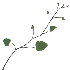 Rhodochiton atrosanguineus young vine branch with green new leaves. Isolated botanical illustration drawing.