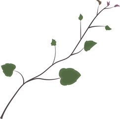 Rhodochiton atrosanguineus young vine branch with green new leaves. Isolated botanical illustration drawing.