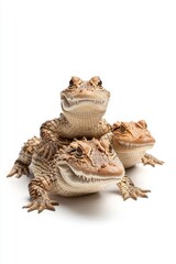 Obraz premium A family of crocodiles, isolate on white background, illustrating their loving interactions and protective nature.