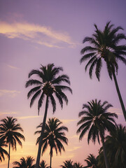 A peaceful tropical sky at dusk, with the sun setting behind a row of palm trees and the sky turning shades of purple and gold
