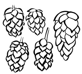 Hand drawn hop cones for beer brewery . Engraving vintage sketch vector illustration. Design elements for logo, emblem, restaurant menu, craft beer pub, brewery