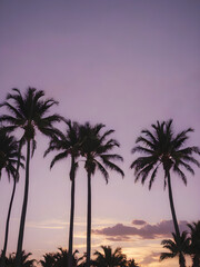 Obraz premium A peaceful tropical sky at dusk, with the sun setting behind a row of palm trees and the sky turning shades of purple and gold 