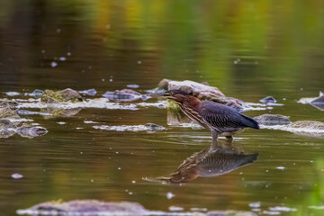 Young green heron (Butorides virescens) on the hunt