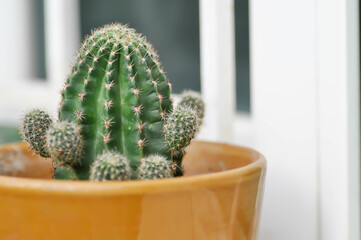 Echinopsis calochlora, Goloden Echinopsis calochlora or cactus or succulent