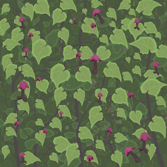 Rhodochiton atrosanguineus is a herbaceous perennial vine native to Mexico. Image depicts the flowers of the vine in different stages of blooming and young vine branches. 