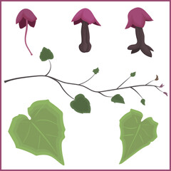 Rhodochiton atrosanguineus is a herbaceous perennial vine native to Mexico. Image depicts the flowers of the vine in different stages of blooming, a young vine branch and two leaves of the plant.