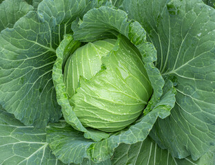 Fototapeta premium Cabbage maturing heads growing in the farm field