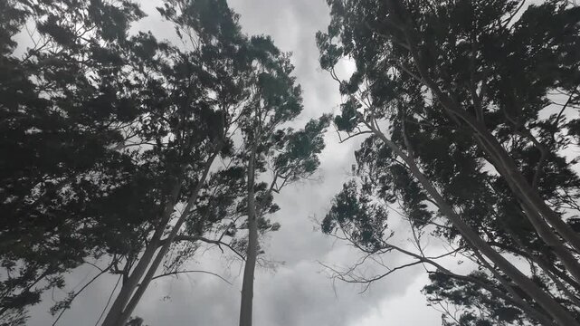 A dramatic storm scene with trees thrashing in the wind, emphasizing the chaos of the weather.


