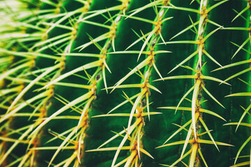 View of amazing green cactus as a background, close up, natural texture. Closeup cactus isolated on fresh green background. Macro picture of cactus