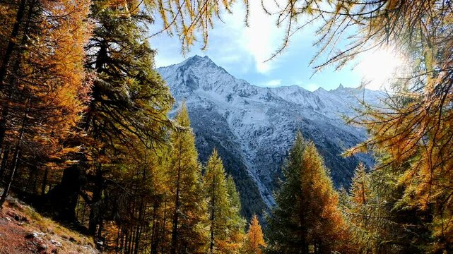 Autumn trees in the mountains. Snow melting.