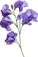 Naklejka premium Sweet pea Plant illustration - Lathyrus odoratus Flower isolated 