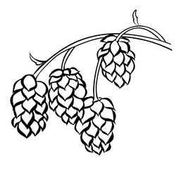 Hand drawn hop cones on a branch for beer brewery. Engraving vintage sketch vector illustration. Design elements for logo, emblem, restaurant menu, craft beer pub, brewery