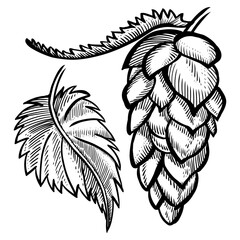 Hand drawn hop cone with leaves for beer brewery. Engraving vintage sketch vector illustration. Design elements for logo, emblem, restaurant menu, craft beer pub, brewery