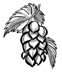 Hand drawn hop cone with leaves for beer brewery. Engraving vintage sketch vector illustration. Design elements for logo, emblem, restaurant menu, craft beer pub, brewery