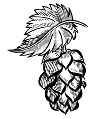 Hand drawn hop cone with leaf for beer brewery. Engraving vintage sketch vector illustration. Design elements for logo, emblem, restaurant menu, craft beer pub, brewery