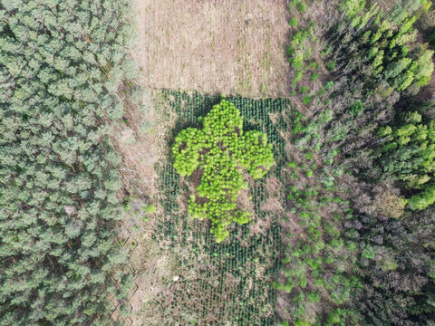 Lilijka harcerska ułożoną z rosnących w lesie drzew.