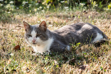 Homeless cat on autumn grass in village meadow closeup