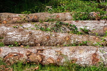 Entassement de troncs d'arbres coupés, détail