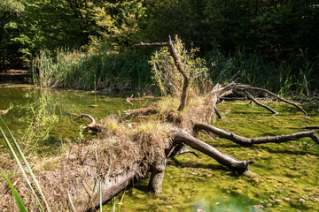Old fallen dry tree on small lake waters in the forest closeup on sunny summer day