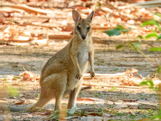 Macropus agilis - Agile Wallaby in Australia © Imogen