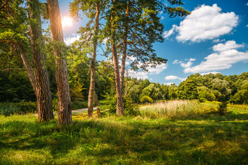 Obraz premium A magical forest with large pine trees in sunny weather.