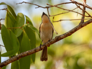 Broad-billed Flycatcher - Myiagra ruficollis in Australia