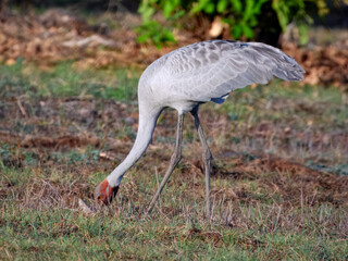 Brolga - Antigone rubicunda in Australia