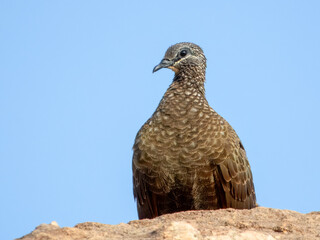 Chestnut-quilled Rock-Pigeon - Petrophassa rufipennis in Australia