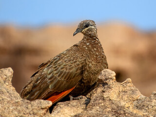 Chestnut-quilled Rock-Pigeon - Petrophassa rufipennis in Australia
