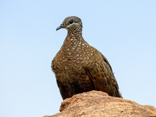 Chestnut-quilled Rock-Pigeon - Petrophassa rufipennis in Australia