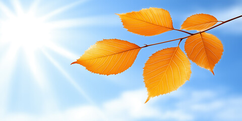 Obraz premium autumn leaves against blue sky