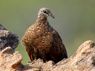 Chestnut-quilled Rock-Pigeon - Petrophassa rufipennis in Australia